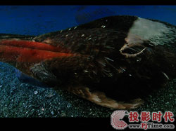 點(diǎn)擊放大