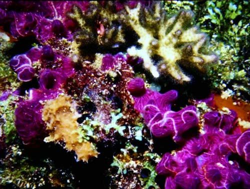 �^�m(x��)��(l��)�� �W�D�a��������(l��)��ͶӰPV2225�u(p��ng)�y(c��)ԇ��