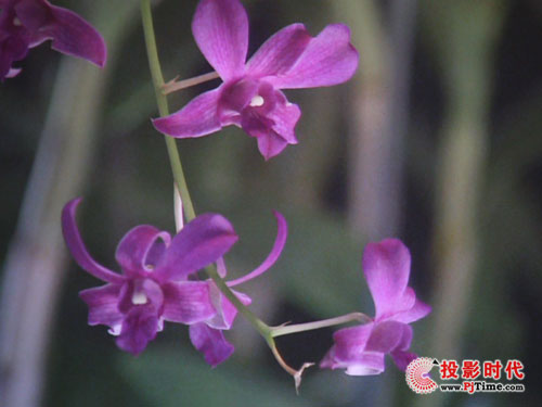 三菱HC77-10S家用投影噪點(diǎn)測(cè)試