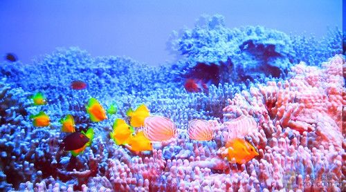 ߴ(bio)(zhn)(yn) 2010{(ln)C(j)Mu(png) 