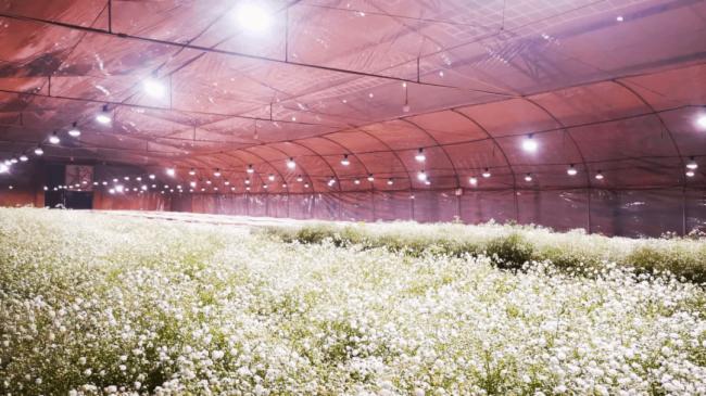 ��˼ȫ���VLED�a�ⷽ����������900�O�M���ǻ������|��Ч