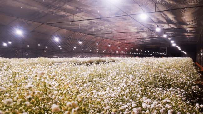 ��˼ȫ���VLED�a�ⷽ����������900�O�M���ǻ������|��Ч