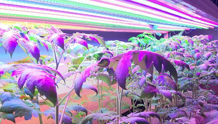 ���ǹ�늫@����헇������c�аl(f��)Ӌ���Ŀ